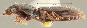 Media type: image;   Entomology 23858 Aspect: habitus lateral view